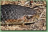 VictorianCopperHead001.jpg