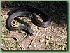 VictorianCopperHead002.jpg