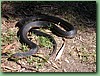 VictorianCopperHead003.jpg