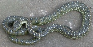 DiamondPython001.jpg