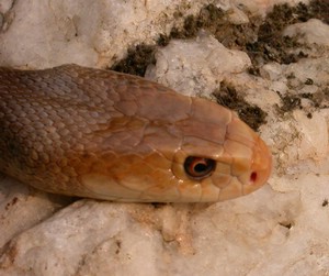 TaipanCoastel001.jpg