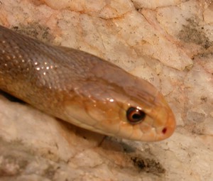 TaipanCoastel002.jpg