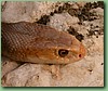 TaipanCoastel001.jpg