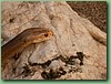 TaipanCoastel003.jpg