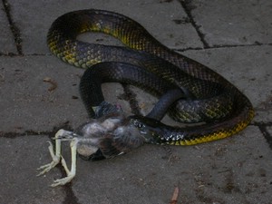 TigerFeeding002.jpg