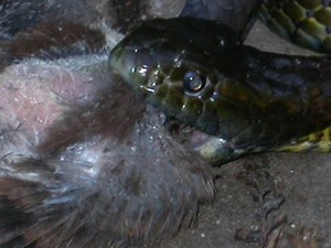 TigerFeeding004.jpg