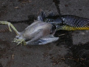 TigerFeeding011.jpg