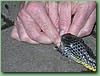 TigerFeeding017.jpg