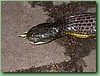 TigerFeeding024.jpg