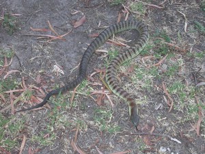 YarraValleyTiger001.jpg