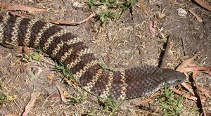 YarraValleyTiger003.jpg