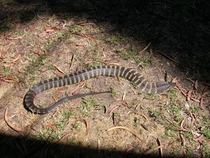 YarraValleyTiger004.jpg