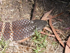 YarraValleyTiger005.jpg