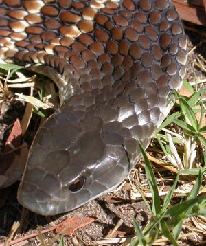 YarraValleyTiger007.jpg
