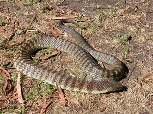YarraValleyTiger010.jpg