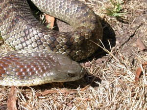 YarraValleyTiger011.jpg