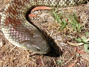 YarraValleyTiger012.jpg