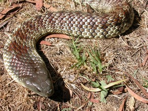 YarraValleyTiger013.jpg