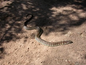 YarraValleyTiger014.jpg