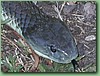 YarraValleyTiger002.jpg