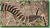 YarraValleyTiger003.jpg