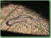 YarraValleyTiger004.jpg