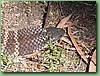 YarraValleyTiger005.jpg