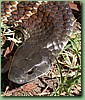 YarraValleyTiger007.jpg