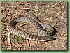 YarraValleyTiger010.jpg