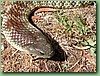 YarraValleyTiger012.jpg