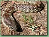 YarraValleyTiger013.jpg