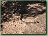 YarraValleyTiger014.jpg
